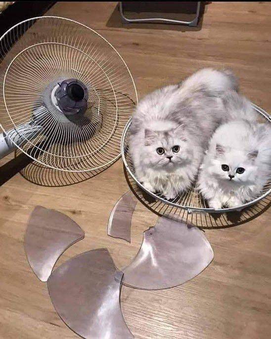 potret kucing asal rebahan (instagram.com/memecomicindonesia)