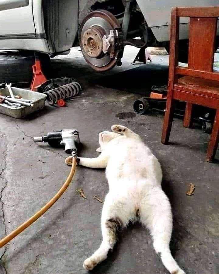 potret kucing asal rebahan (instagram.com/wkwkland_real)