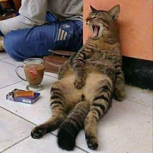 potret kucing asal rebahan (instagram.com/duhreceh)