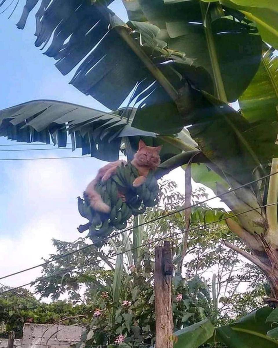 potret kucing asal rebahan (instagram.com/duhreceh)