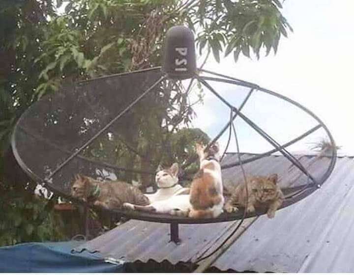 potret kucing asal rebahan (instagram.com/recehtapiviral)