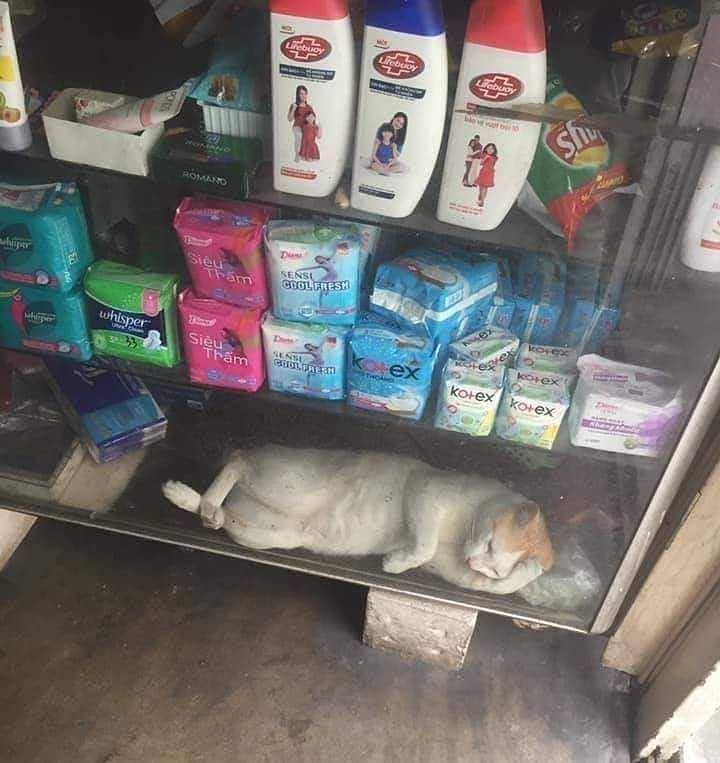 potret kucing asal rebahan (instagram.com/recehtapiviral)