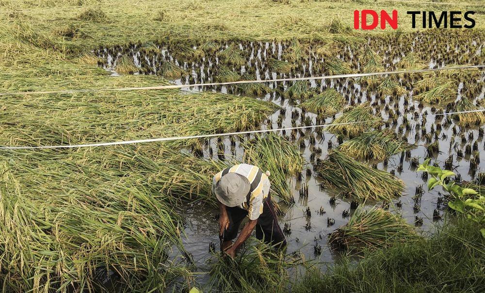 Nilai Tukar Petani Naik Jadi 105,68 di September, Ini Rinciannya