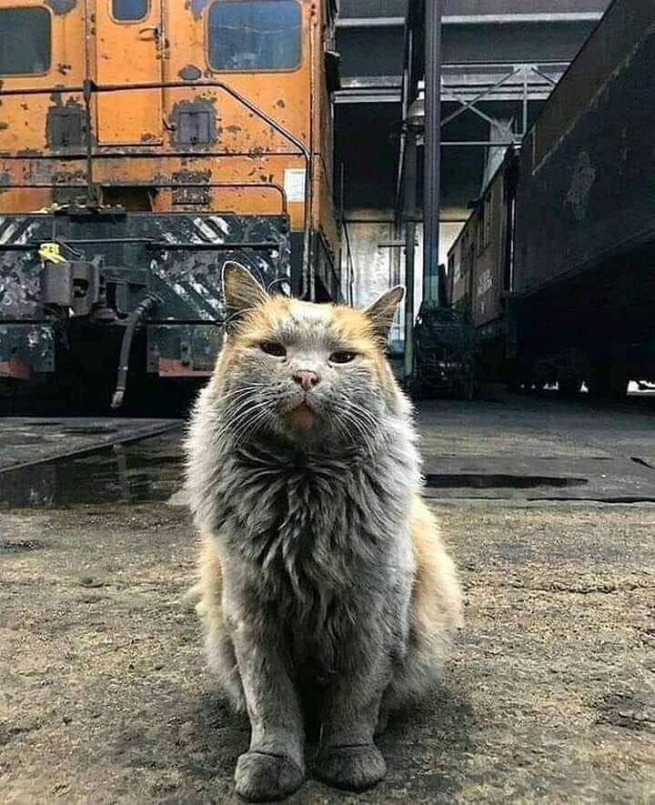 kucing dekil (instagram.com/kochii_kochii)