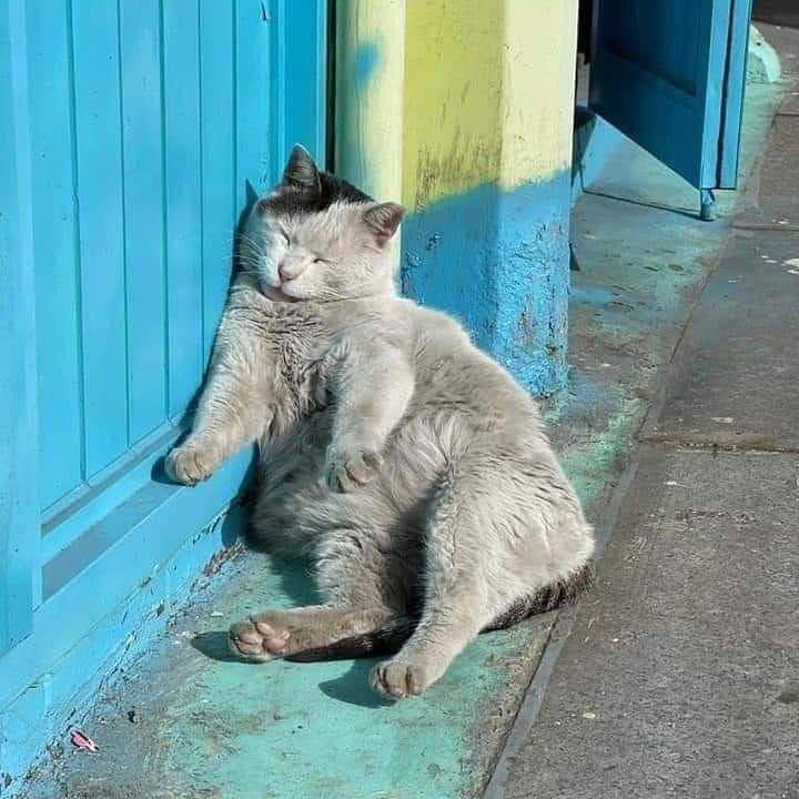 kucing dekil (instagram.com/kochii_kochii)