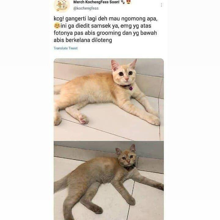 kucing dekil (instagram.com/kucing_comel13)