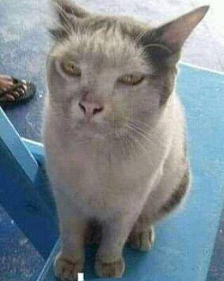 kucing dekil (instagram.com/gallerysioyen)