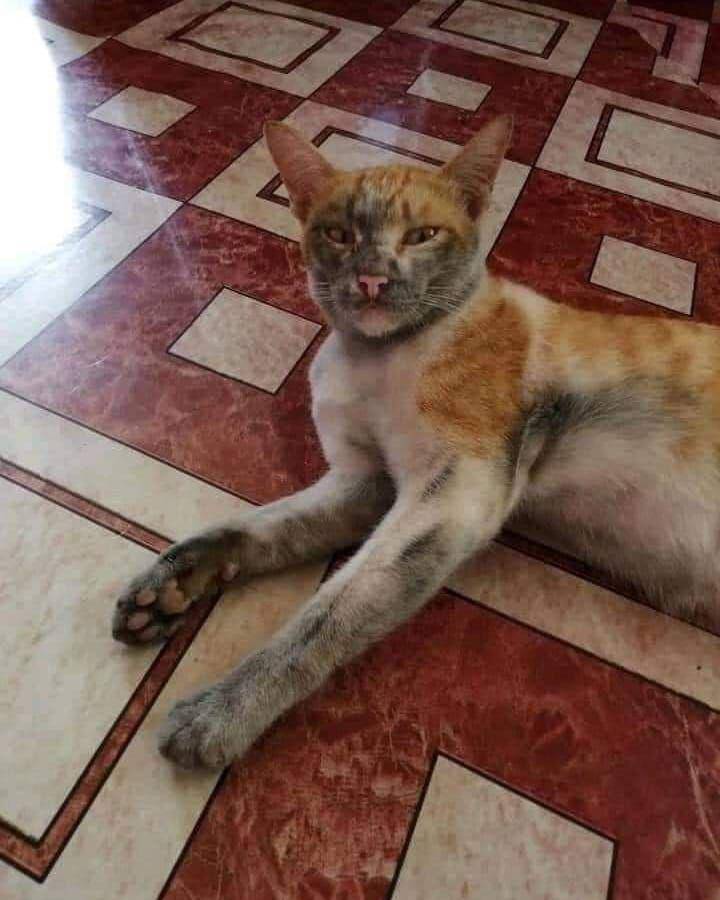 kucing dekil (instagram.com/instakocheng)