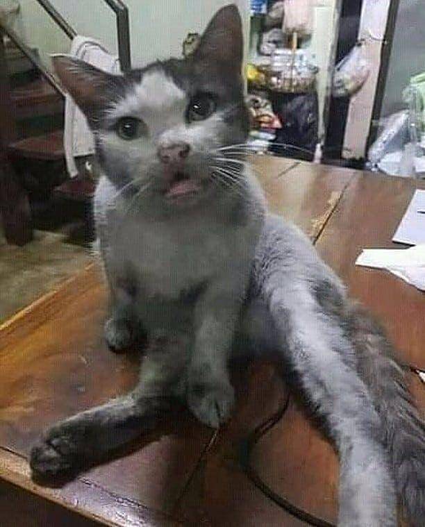 kucing dekil (instagram.com/sahabat_pecintakucing)
