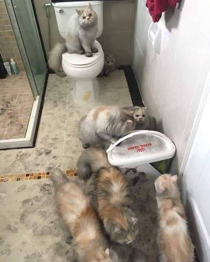 kucing dekil (instagram.com/gallerysioyen)