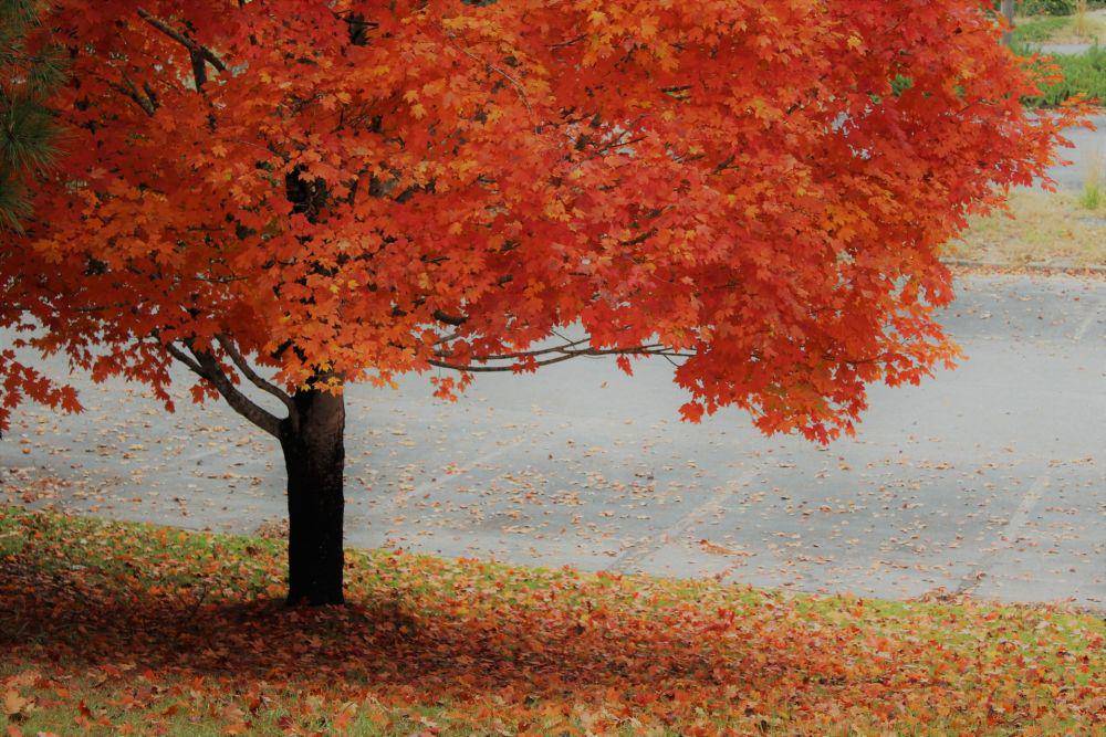 ilustrasi pohon maple (unsplash.com/Cindy Martin)