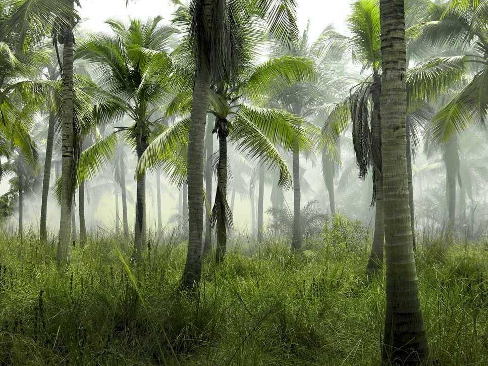 ilustrasi pohon kelapa (unsplash.com/Hana Eiskonen)