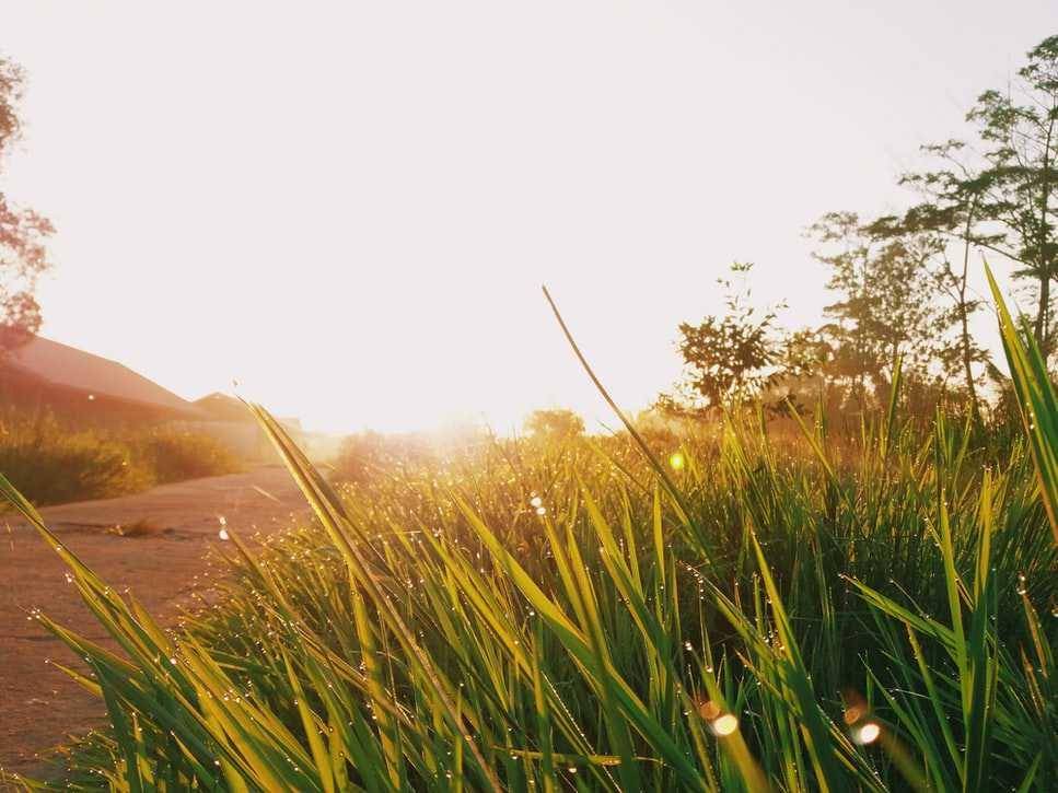 ilustrasi suasana pagi hari (unsplash.com/Tia)