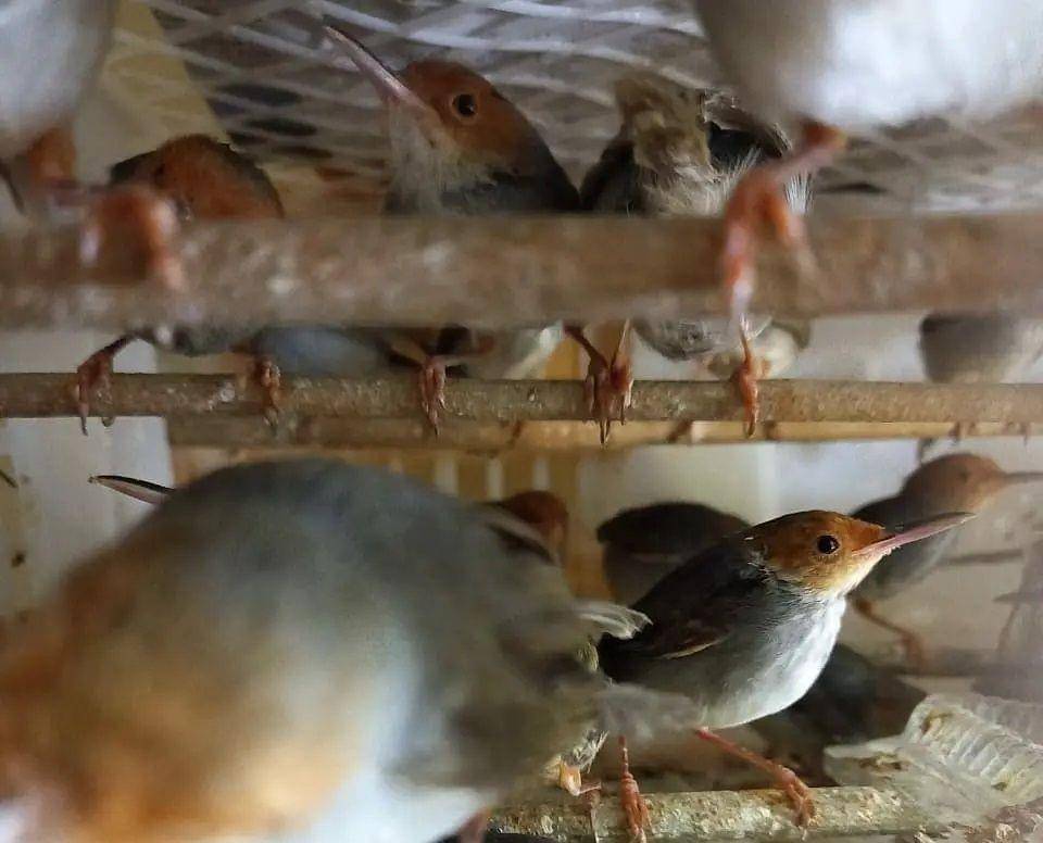Penyelundupan 458 ekor burung liar tak dilindungi berhasil diamankan di Pelabuhan Bakauheni (IDN Times/Istimewa)