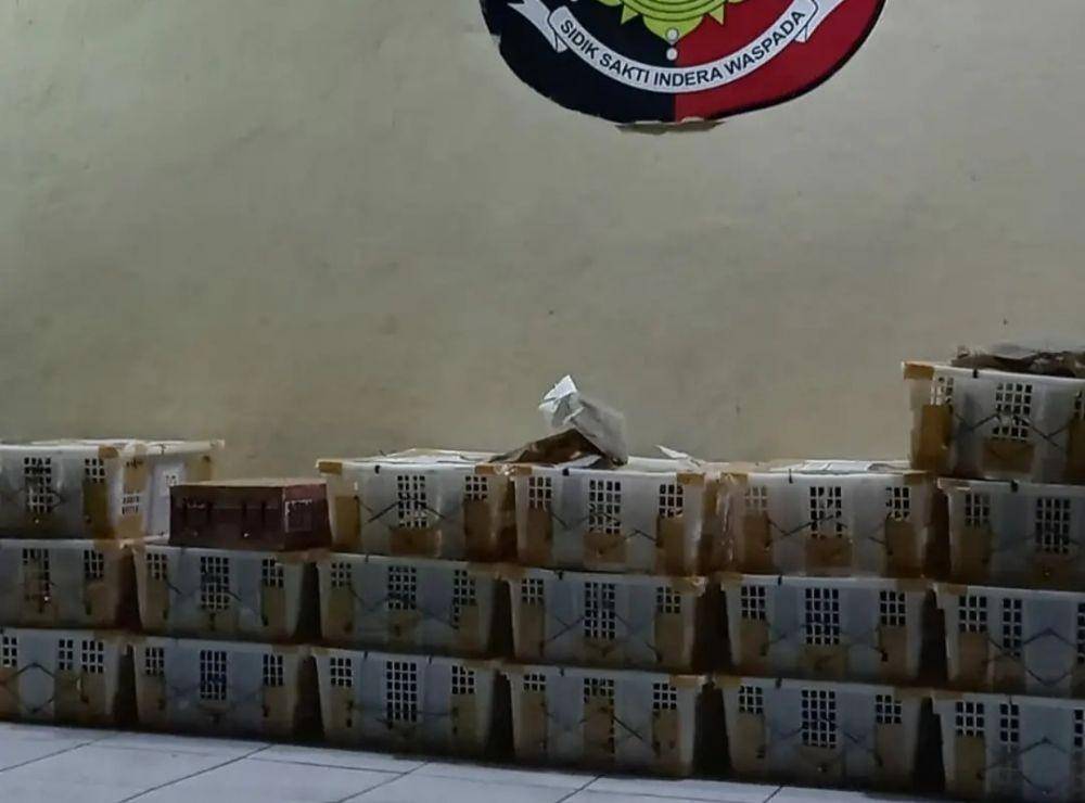 Penyelundupan 458 ekor burung liar tak dilindungi berhasil diamankan di Pelabuhan Bakauheni (IDN Times/Istimewa)