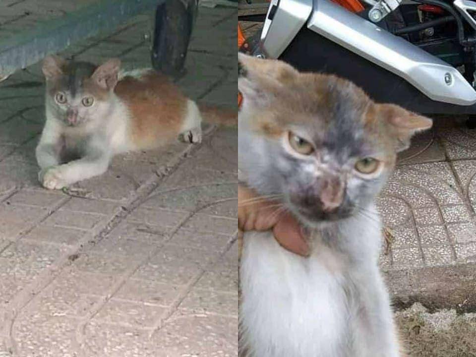kucing dekil (instagram.com/kochii_kochii)