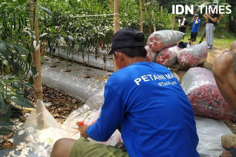 Petani cabai. (IDN Times/Aldzah Fatimah Aditya)