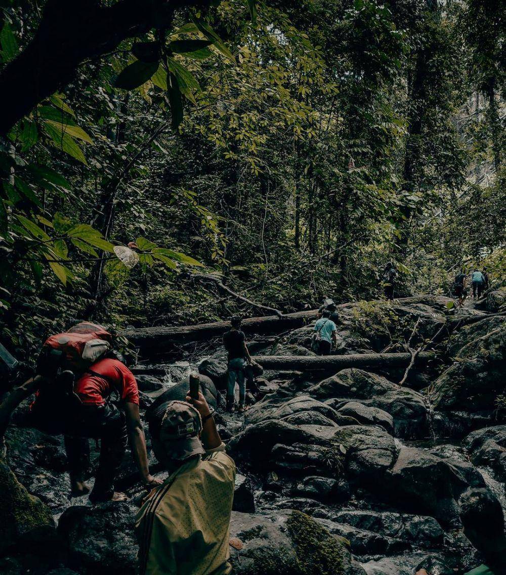 Hutan Papua (instagram.com/anwarasyakir__)