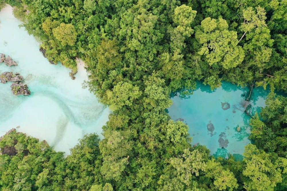 5 Provinsi dengan Kawasan Hutan Terluas di Indonesia, Kaya Oksigen!