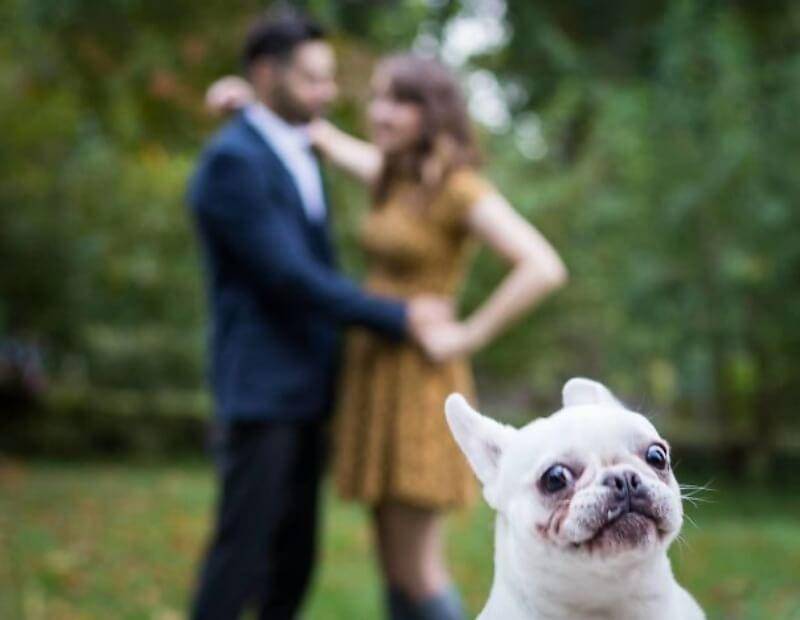 Anjing Kucing Photobomb (reddit.com/[deleted])