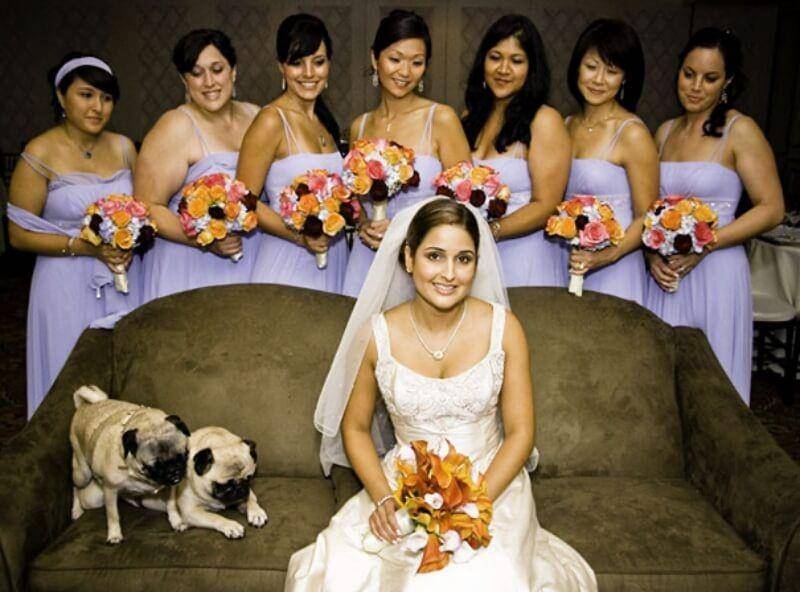 Anjing Kucing Photobomb (boredpanda.com)