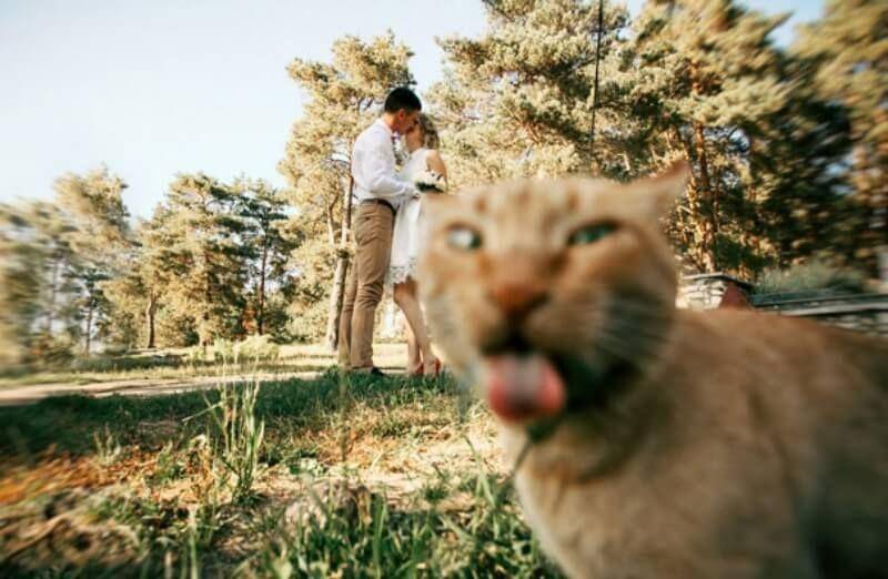 Anjing Kucing Photobomb (boredpanda.com)