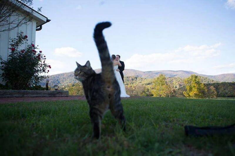 Anjing Kucing Photobomb (boredpanda.com)
