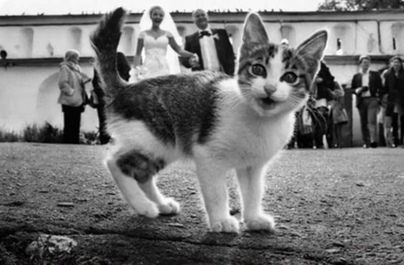 Anjing Kucing Photobomb (boredpanda.com)