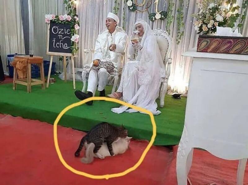 9 Momen saat Anjing dan Kucing Photobomb di Momen Sakral, Bikin Ngakak