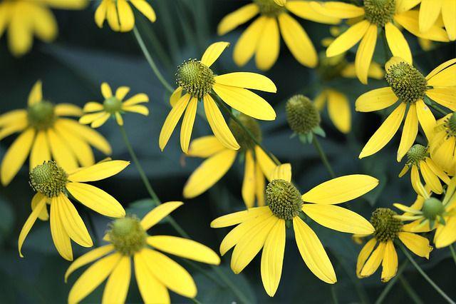 Bukan Bunga Biasa, Ini 5 Potensi Bunga Arnica untuk Kesehatan