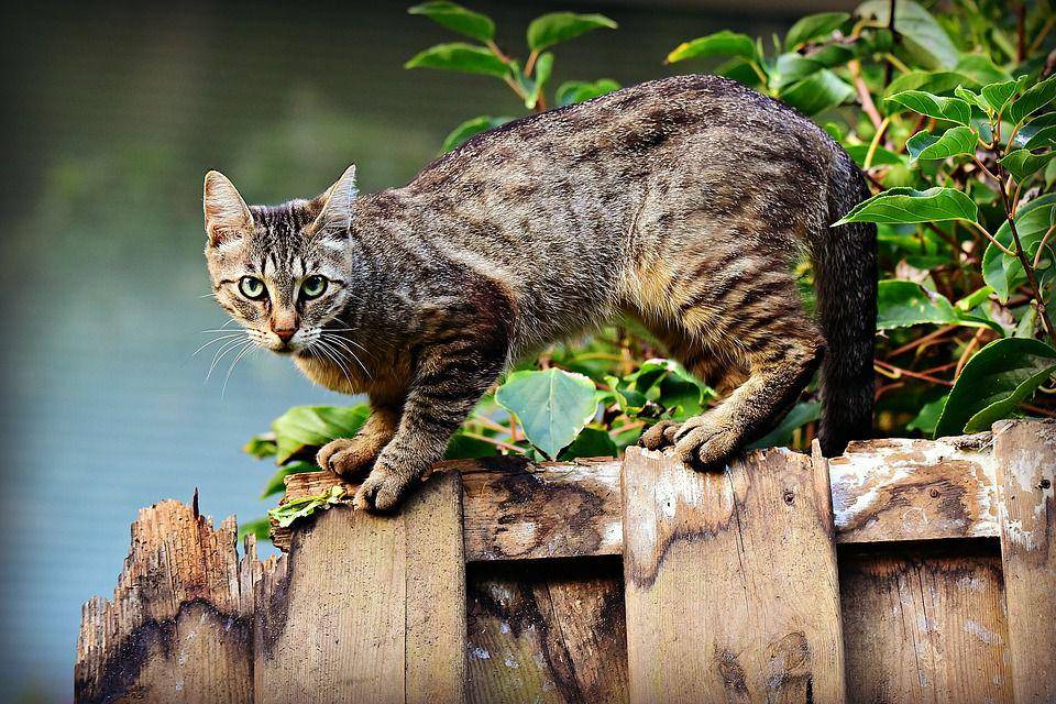 ilustrasi hewan kucing (pixabay.com/MabelAmber)
