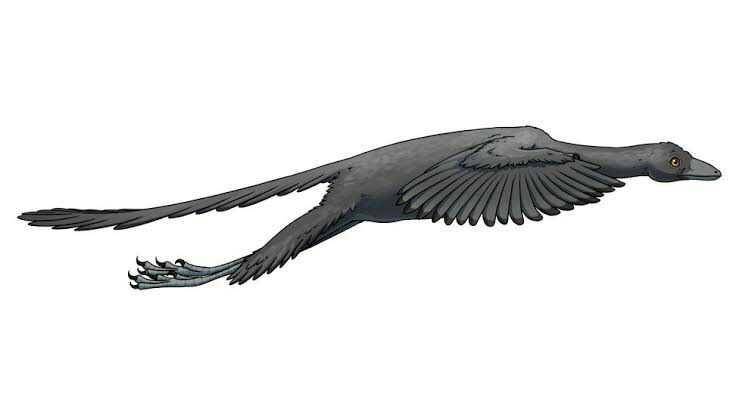 ilustrasi Urvogel (livescience.com/Jana Ruzickova)