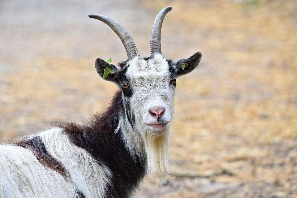 ilustrasi kambing (pixabay.com/MabelAmber)