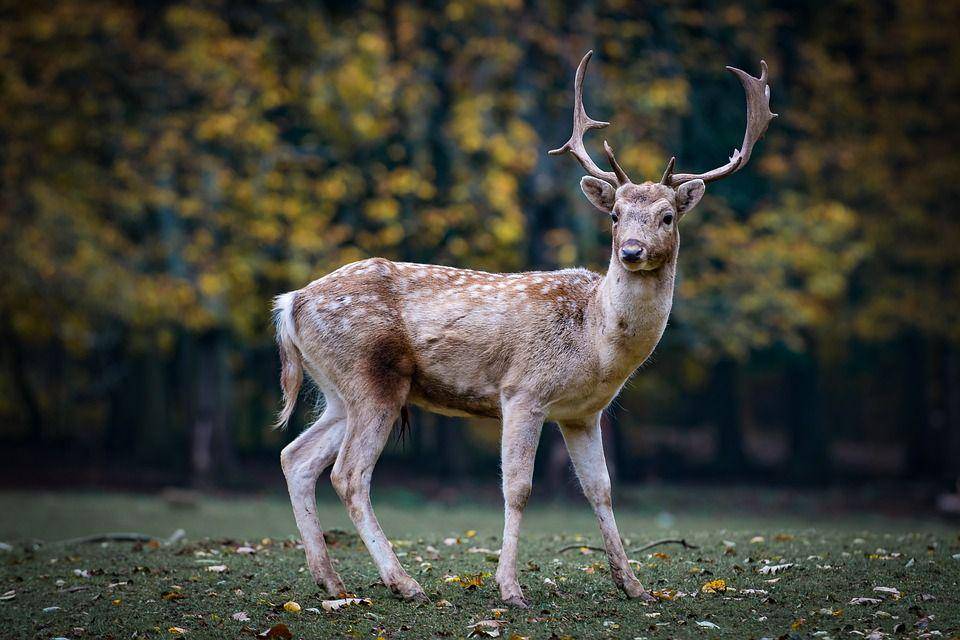 ilustrasi hewan rusa (pixabay.com/hashan)