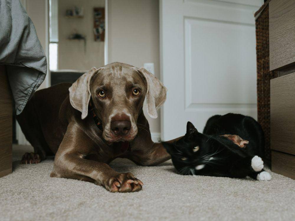 Ilustrasi foto anjing dan kucing. Sumber: Unsplash.com/ Tatiana Rodriguez