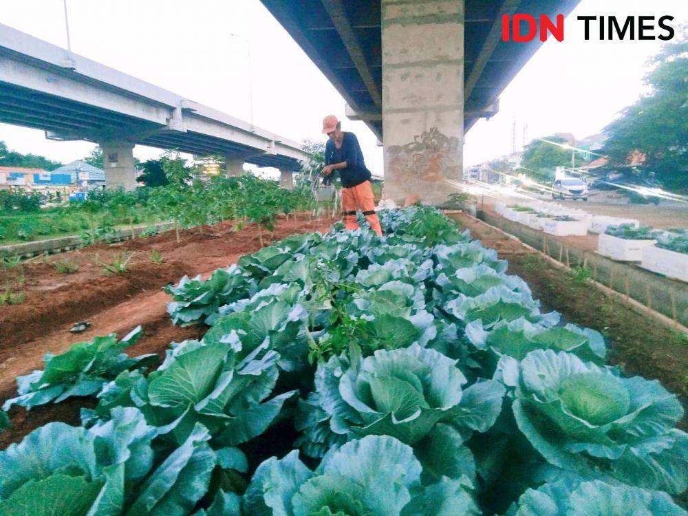 Seorang petugas PPSU tengah menyiram kebun sayur di bawah kolong Tol Becak Kayu, Kalimalang, Pangkalan Jati, Jakarta Timur, Jumat (13/8/2021). (IDN Times/Dini Suciatiningrum)
