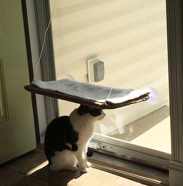 potret kucing gunakan barang dengan kreatif (boredpanda.com)