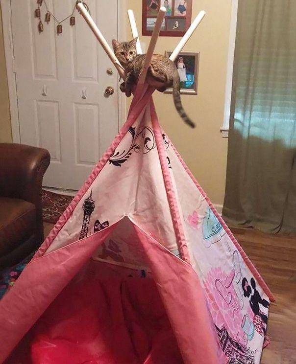potret kucing gunakan barang dengan kreatif (boredpanda.com)