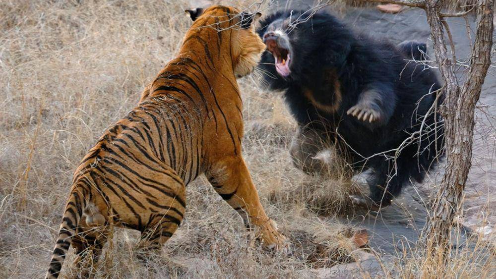 potret pertarungan antara beruang dan harimau siberia (weather.com)