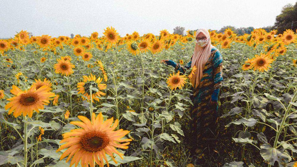 Pemilik ladang bunga matahari. IDN Times/Moch Fad