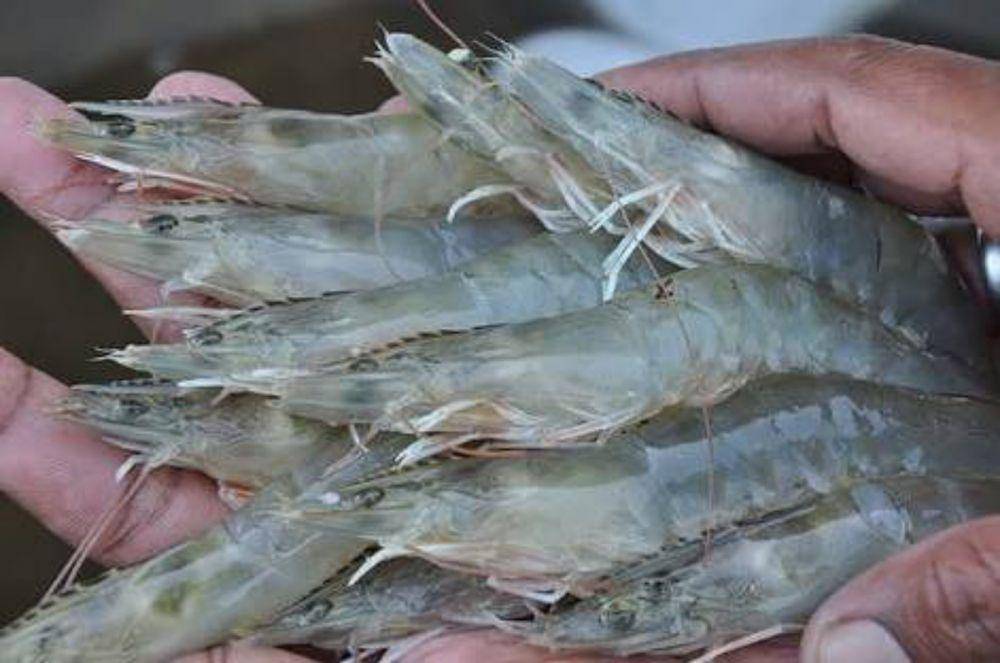 udang (instagram.com/jualbeliudang_)
