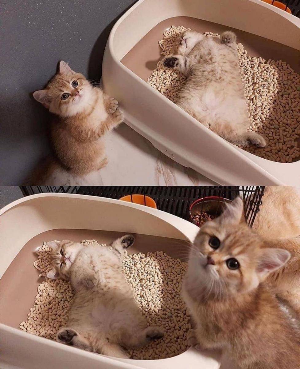potret kucing gunakan barang dengan kreatif (instagram.com/bangpollpan)