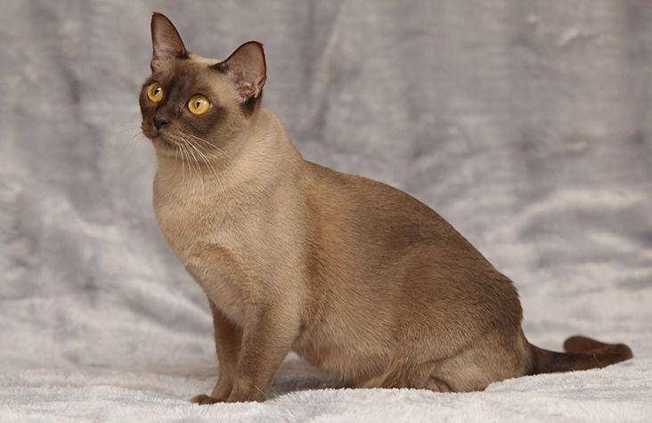 Burmese (purina.com)