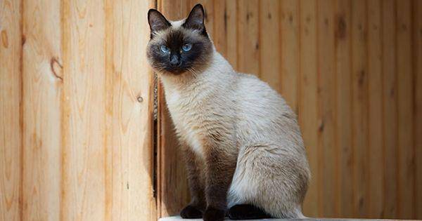 Siamese (purina.com)