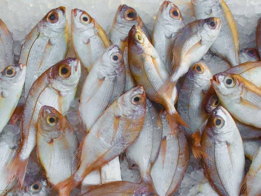 ilustrasi ikan 