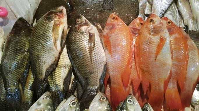 Ikan nila (sukaikan.com)