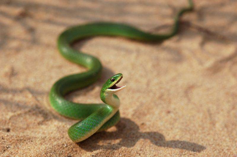 Smooth green (inaturalist.org)