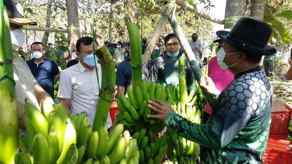 Sukses Tanam Pisang Cavendish, Petani Lamongan Panen 5 Ton per Hari