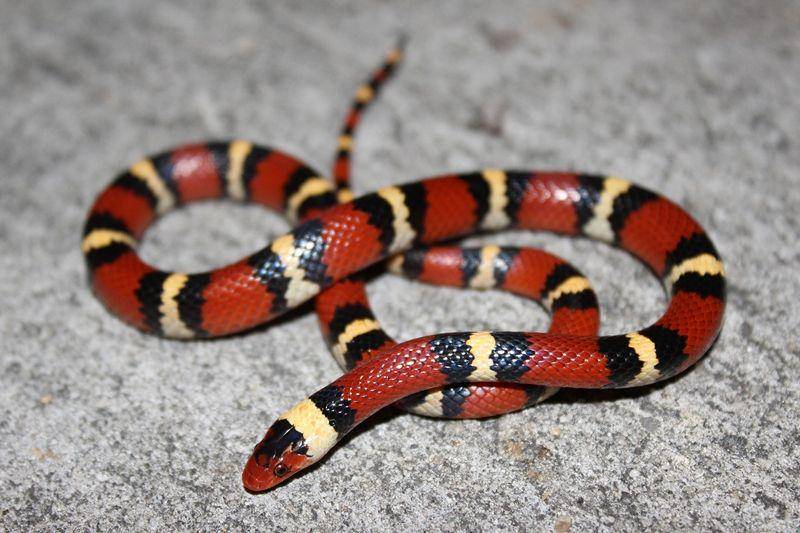 Scarlet king snake (floridamuseum.ufl.edu)