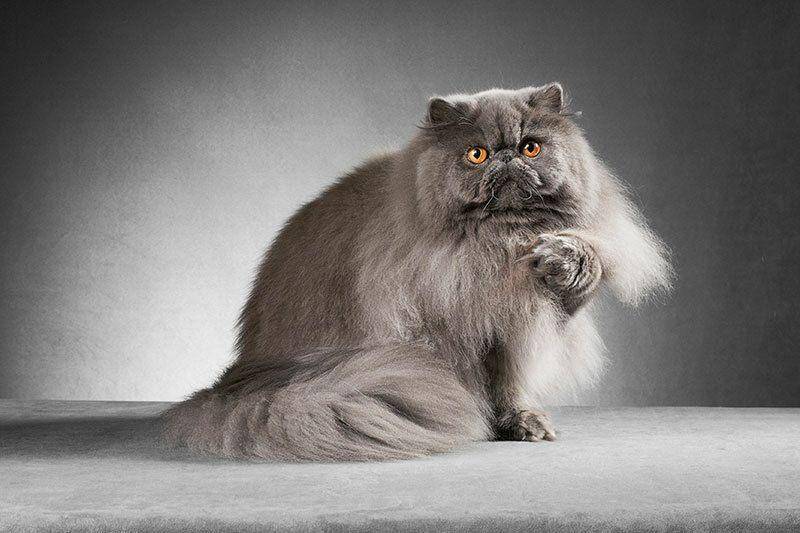 Persian (eyeenvy.com)